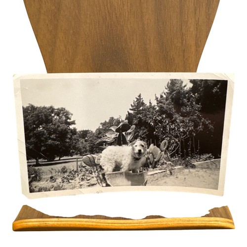 Vintage 1939 black white dog - 1939,