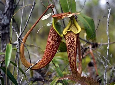 Nepenthes rafflesiana pianta - rafflesiana,