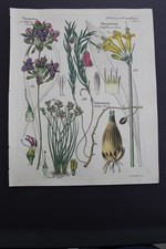 Antica botanica, Dietrich