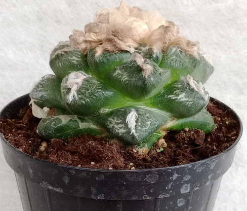 Ariocarpus sur tus x g - x,