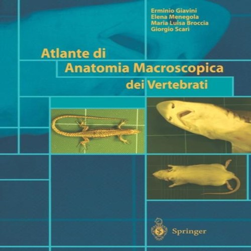 Atlante anatomia - atlante,