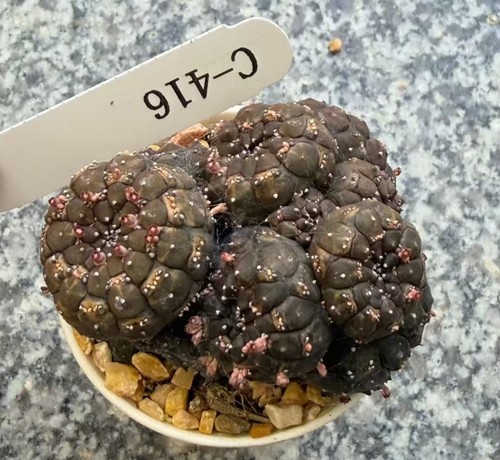 Raro cactus euphorbia - raro,