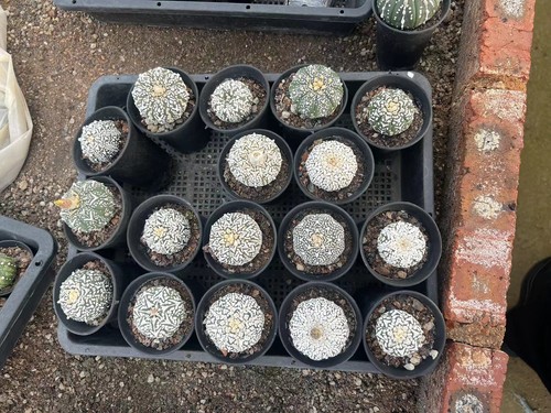 5pz 5cm astrophytum - 5pz, 4-5cm