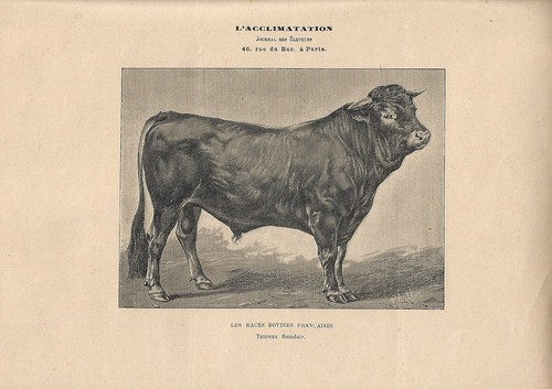 Stampa antica toro razza - toro,