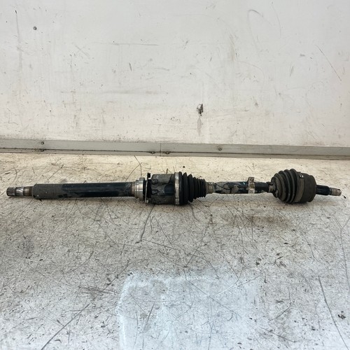 50546425 semialbero ant - semialbero,