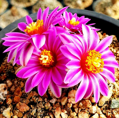 5pcs turbinicarpus - 5pcs,