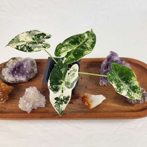 Alocasia frydek variegated - frydek,