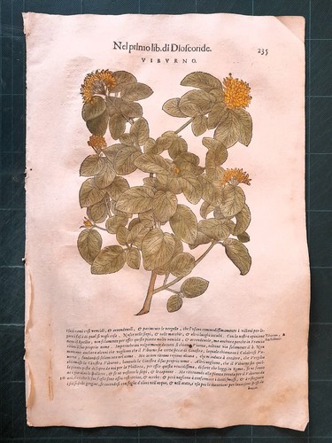 Mattioli matthioli erbario - erbario, a