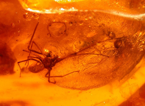 Ragno tessitore ragnatela con