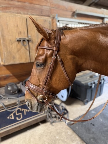 Briglia snaffle prestige - briglia,