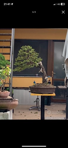 Abete rosso yamadori bonsai - yamadori,