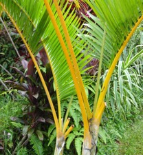 Dypsis lutescens - palma da frutto dorata | palma di Areca | palma d'oro
