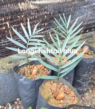 Rara Encephalartos longifolius blu "coda di pesce" piantina casuale Grawth boutique