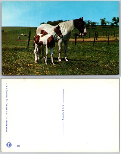 Cartolina dipinta cavallo - , mare