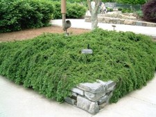 COTONEASTER  "Coral beauty" pianta per bordure scarpate