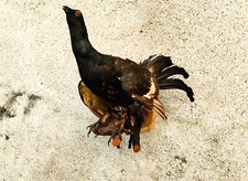 TROFEO DI CACCIA ESEMPLARE GALLO FORCELLO IMBALSAMATO TASSIDERMIA TAXIDERMY BIRD