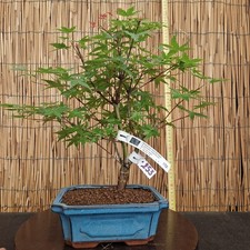Bonsai di Acero Deshojo h 38cm