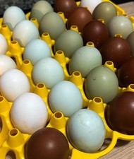 ARAUCANA,MARANS,OLIVE EGGER UOVA FECONDE MISTE PURE AL 100%