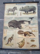 Tavola Didattica Vintage Mammiferi Atlante Zoologico A. Vallardi Milano Anni 40