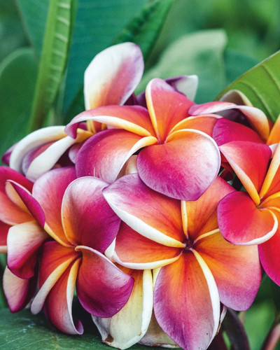Plumeria gina vaso h60 - gina, cm