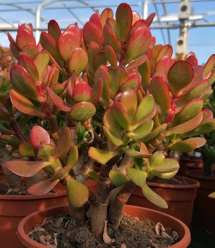 Albero giada crassula - albero, di