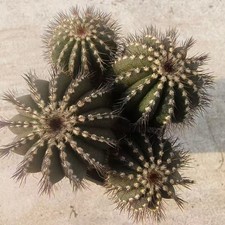 4 teste rare cactus Uebelmannia pectinifera decorazione boutique radice propria casuale
