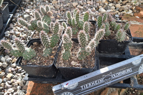 Opuntia fragilis vicino