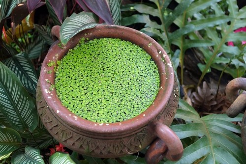 Duckweed - , (lemma