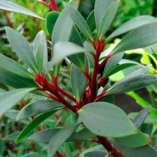 1 PIANTA DI DRIMYS LANCEOLATA IN VASO 17CM, PIANTE DA ESTERNO, SEMPREVERDE