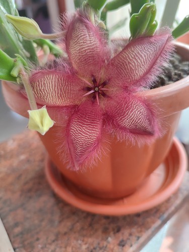 Stapelia hirsuta singola - hirsuta, -singola