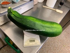 15 SEMI DI ZUCCHINA GIGANTE CON FRUTTI OLTRE 4KG + OMAGGIO