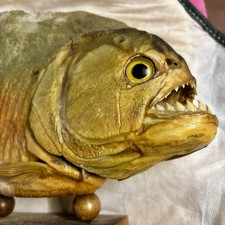 Coppia piranha essiccato - coppia,