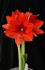 AMARYLLIS "ROYAL RED"  LOTTO 3