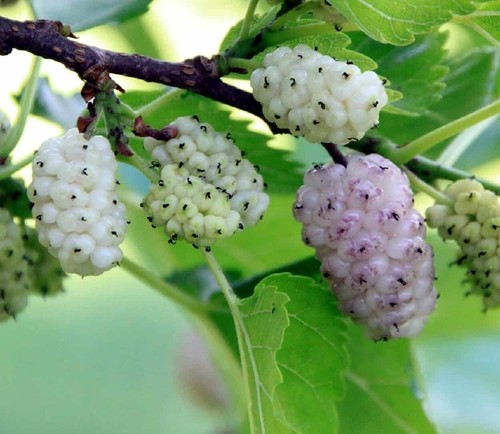 Gelso bianco morus alba - bianco, "morus