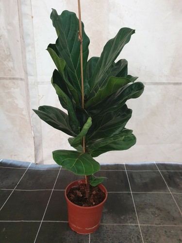Pianta indoor ficus - pianta,