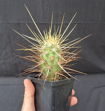 Echinocereus brandegeei long - echinocereus,