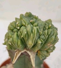 Ferocactus macrosiscus monster form