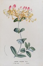 Lonicera Splendida