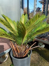 Pianta Cykas Revoluta Cicas