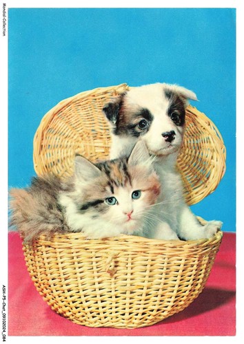 Ashp5 0309 gatto gattino e - ashp5-0309-gatto,