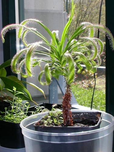 Drosera capensis giant form - giant,