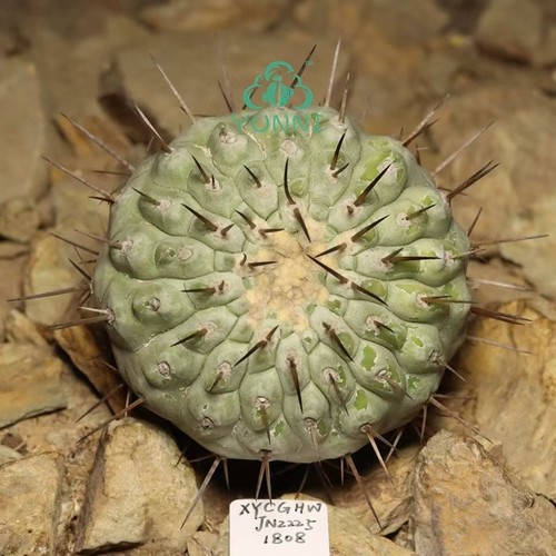 Vendita pianta rara - 7,7, cm