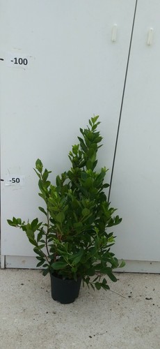 Pianta corbezzolo arbutus - di,