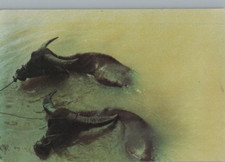 Cartolina Artistica Di Bufalo