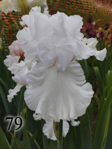 Rizoma iris germanica - rizoma, di