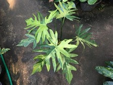 80001943 Radiatum Variegadet