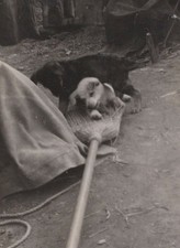 1950s Puppies Resting Straw