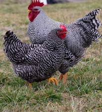 UOVA FERTILI feconde Barred