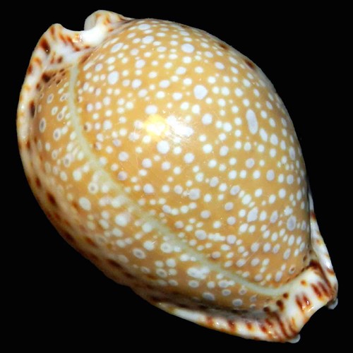 Cypraea lamarckii 40 - ,