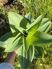 Pianta scilla marittima